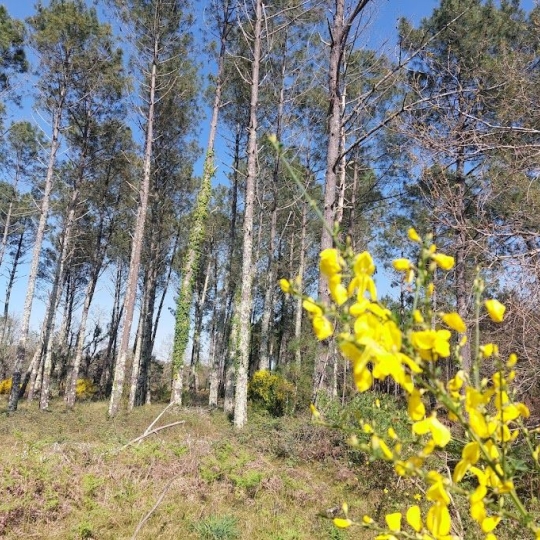  BASTIDE IMMO : Maison / Villa | MOLIETS-ET-MAA (40660) | 92 m2 | 477 000 € 