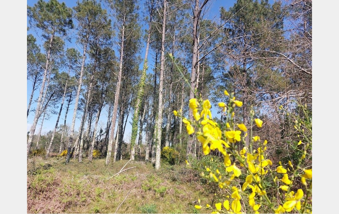 BASTIDE IMMO : Maison / Villa | MOLIETS-ET-MAA (40660) | 92 m2 | 477 000 € 